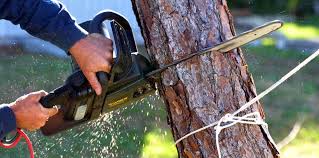 Best Hazardous Tree Removal  in Honeyville, UT