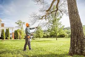 Honeyville, UT Tree Care Company