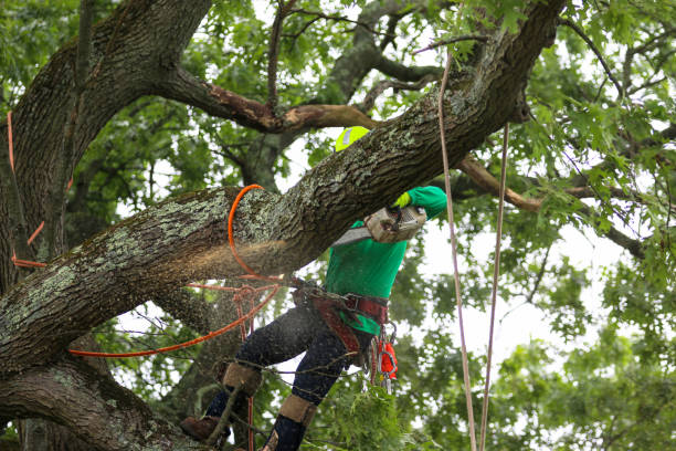 How Our Tree Care Process Works  in  Honeyville, UT